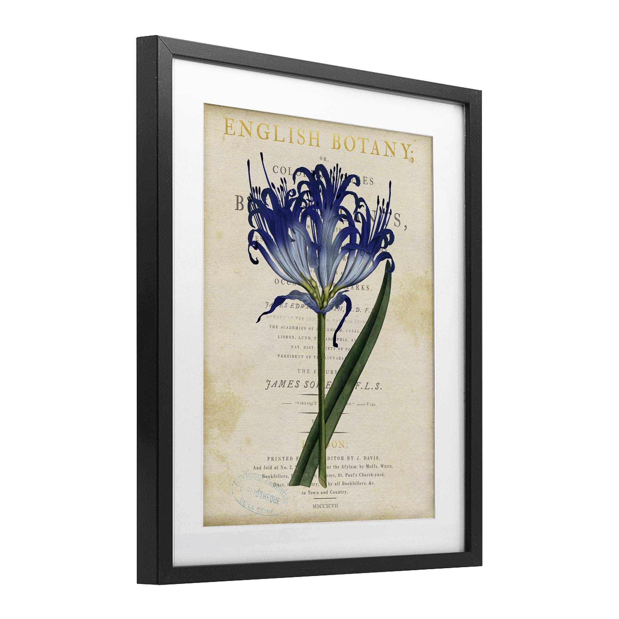 Stupell Industries English Botany Blue Floral Black Framed Print Under Glass, design by Susan Arnot