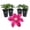 4 Plants, variant on Clematis Issey - 1 Live Starter Plant - Beautiful Velvety Red Blooms Flowering Vine Ready for The Garden