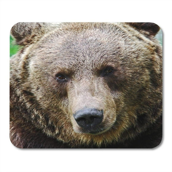 NUDECOR Green Portrait of Brown Bear Big Cute Dangerous Europe Mousepad Mouse Pad Mouse Mat 9x10 inch