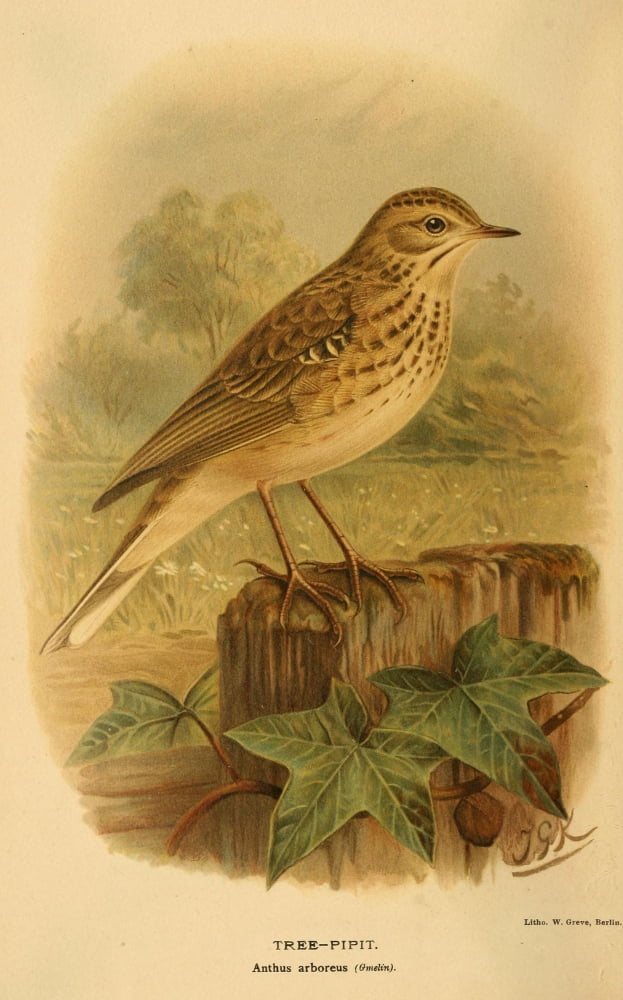 Birds Of The Britis