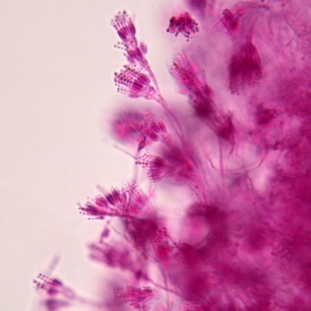 Penicillium Prepared Microscope Slide  Whole Mount price history on PriceWatchPro