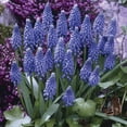 thumbnail image 3 of Blue Grape Hyacinth or Muscari Flower Bulbs Jumbo Pack - 100 Bulbs Per Pack - Pleasantly Scented - Deer Resistant - Grows Well In Containers - Perennializing - Grow Indoors or Outdoors – Live Plants, 3 of 6