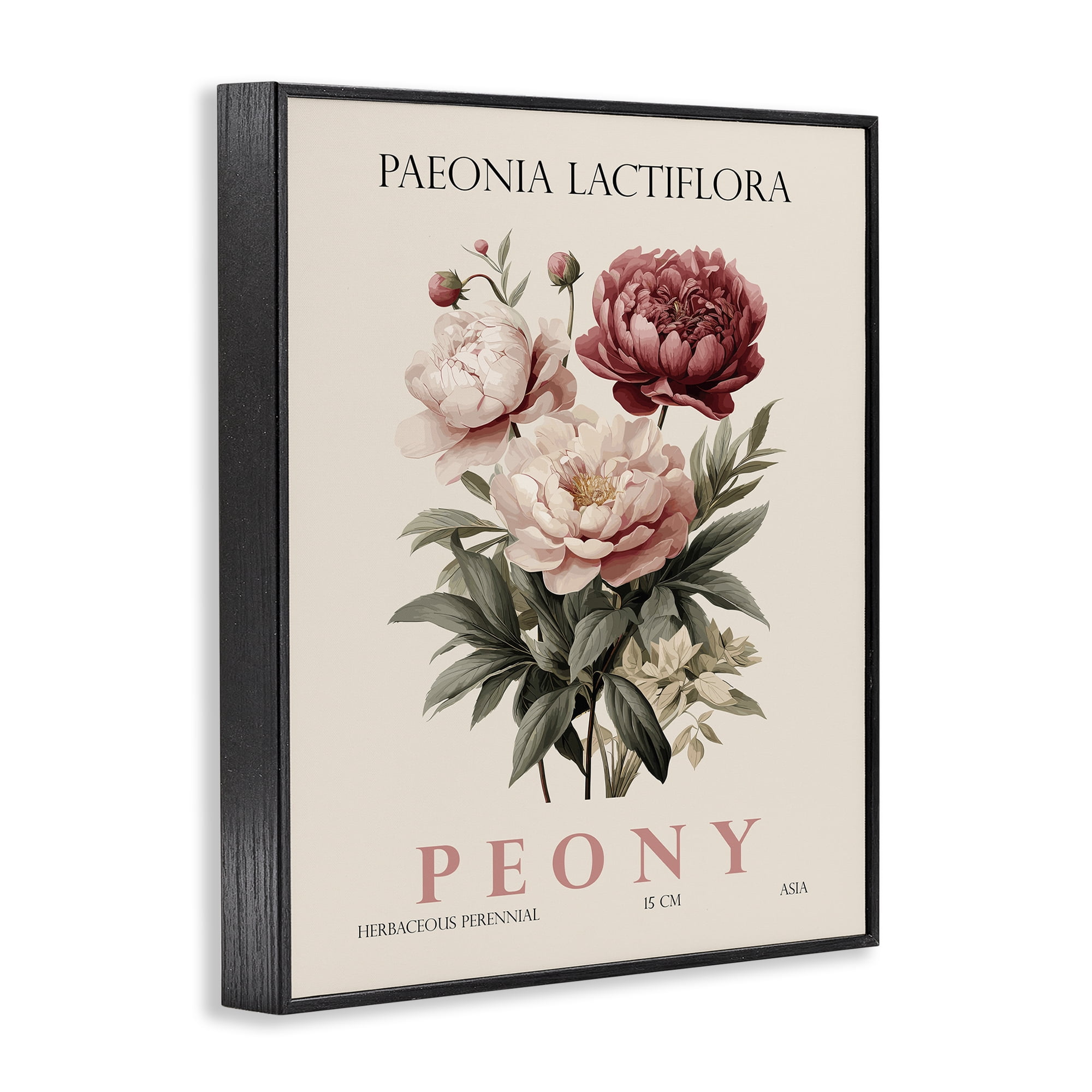 Stupell Industries Natural Peony Bundle Black Framed Giclee Art, design by Christopher Giampietro