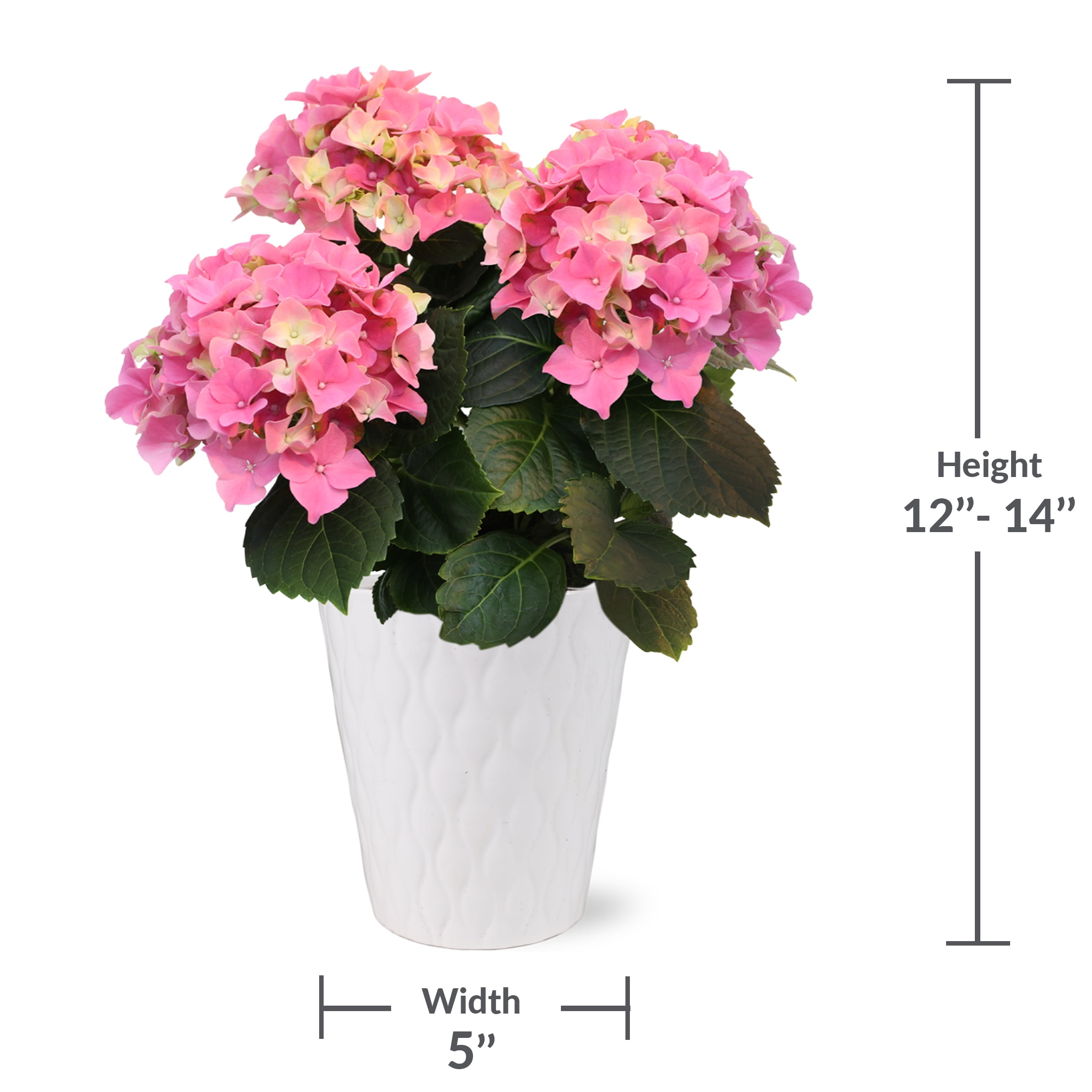 5in Pink Hydrangea in White Ceramic Pot Live Plant