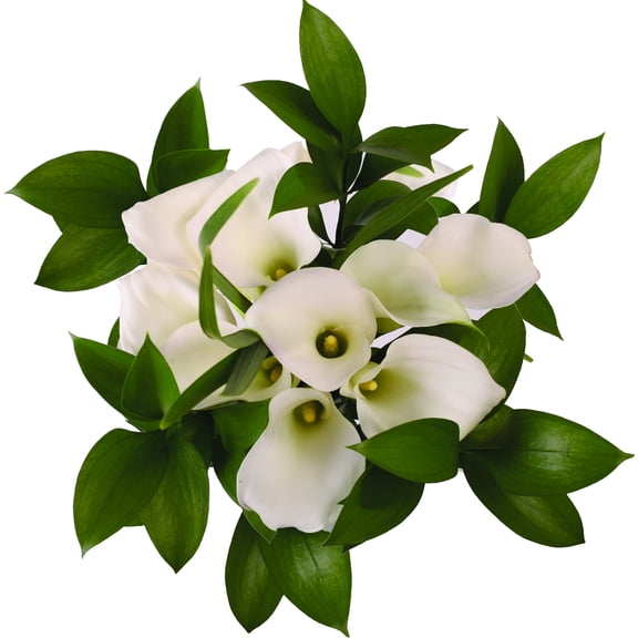 Pure Elegance White Mini Calla Bouquet - Farm Direct Fresh Cut Flowers - 4 Pack