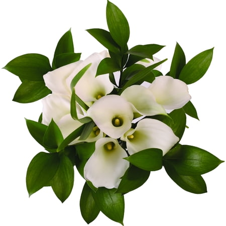 Pure Elegance White Mini Calla Bouquet – Farm Direct Fresh Cut Flowers – 4 Pack Pure Elegance White Mini Calla Bouquet – Farm Direct Fresh Cut Flowers – 4 Pack