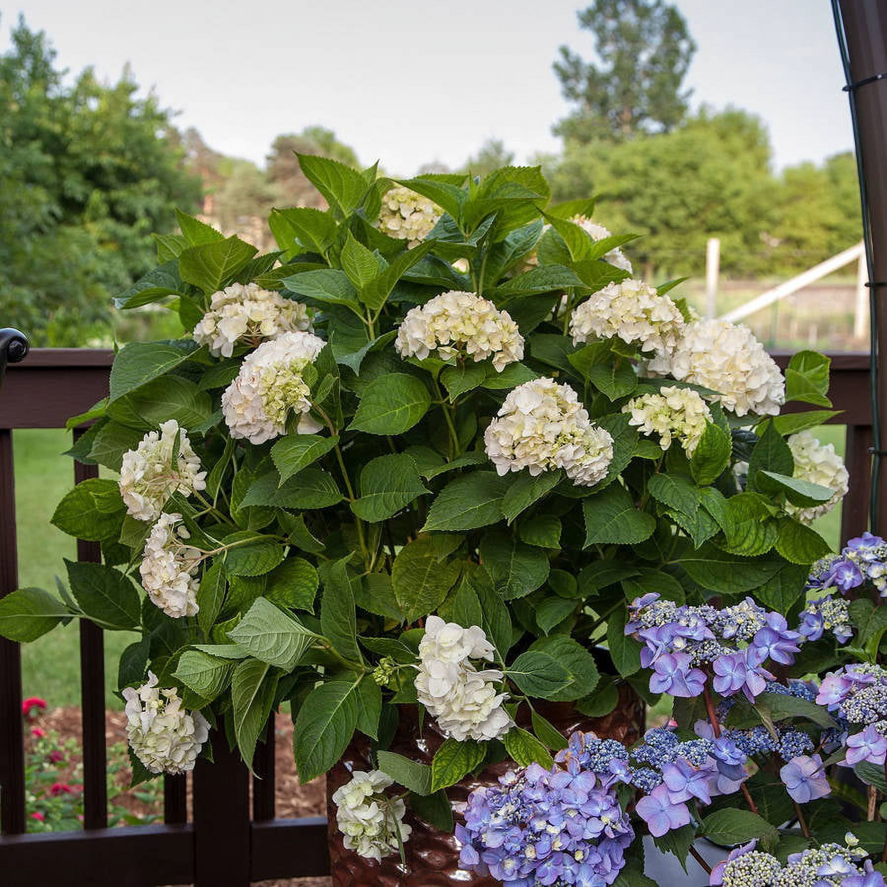 Endless Summer Blushing Bride Reblooming Hydrangea Live Shrub in 3-Gallon Grower Pot