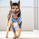 thumbnail image 3 of USPS Dog Courier Carrier Costume, Funny Courier Turned into Pet Dog Medium and Large Dog Halloween Day Decoration Supplies Clothes Clothes (1 Pack, S), 3 of 5