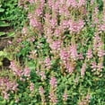 thumbnail image 4 of Outsidepride Astilbe Chinensis Pumila Plant Seed - 2000 Seeds, 4 of 6
