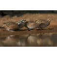 thumbnail image 2 of Welling, Dave 18x13 Gold Ornate Wood Framed with Double Matting Museum Art Print Titled - Texas Northern bobwhites gather at a pond, 2 of 4