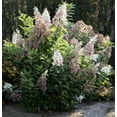 Jumbo Pint Candelabra Hardy Hydrangea (Paniculata) Live Shrub, Creamy