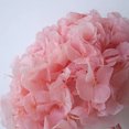 thumbnail image 3 of Nueva variedad de flores secas de hortensia de pétalos grandes, flores preservadas de macrophylla, decoración para el hogar y la oficina, decoración de bodas, regalo, 3 of 5
