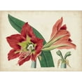thumbnail image 2 of Curtis 18x15 White Modern Wood Framed Museum Art Print Titled - Amaryllis Splendor I, 2 of 4