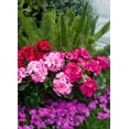 thumbnail image 6 of Morttic 2PCS 14'' Artificial Geraniums Silk Flowers Outdoor Garden Hanging Basket Porch Home Decor, 6 of 6