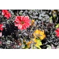 thumbnail image 5 of 20 Dwarf Mixed Colors DAHLIA Variabilis Red Skin Mix Bicolor Flower Seeds, 5 of 11