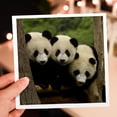 thumbnail image 7 of 3dRose, Giant panda bears, Wolong China Conservation, CHINA-AS07 POX0378 - Pete Oxford, 6 Greeting Cards with envelopes, 7 of 7