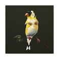 thumbnail image 4 of American Goldfinch Glow - Canvas, 4 of 25