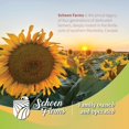 thumbnail image 3 of Schoen Farms Golden German Millet 10 LBS, Wild Bird Seed, 3 of 3