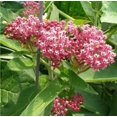 thumbnail image 3 of 75 Graines de Fleur d'Asclépiade des Marais Rouge Asclepias Incarnata, 3 of 5