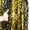 Black Gold, variant on Purple Foil Curtains - 4 Pack 3.3 ft x 6.6 ft Wavy Fringe Curtain Backdrop for Party Photo Booth Props Decoration Mermaid Euphoria Themed | Purple Streamers for Mardi Gras Decorations