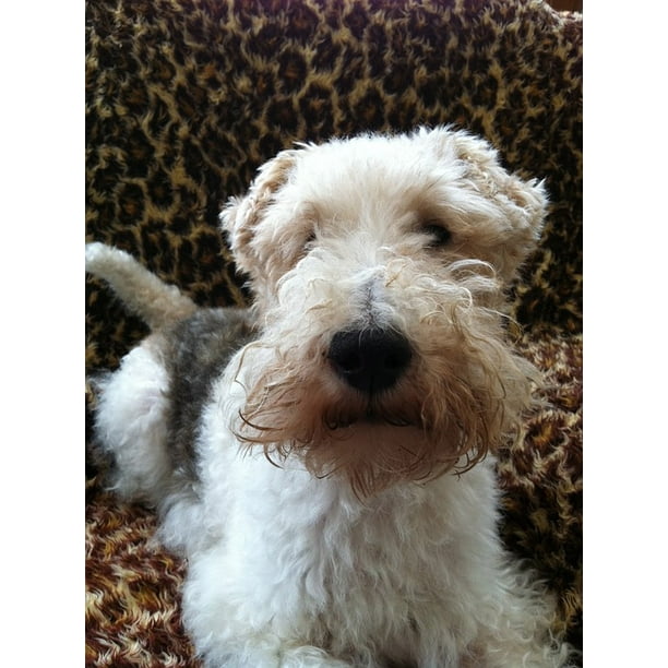 Canvas Print Terrier Animal Fox Terrier Dog Pet Canine Stretched Canvas 10 X 14 Walmart Com Walmart Com