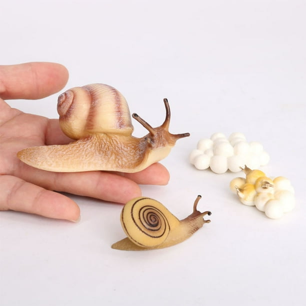 Juego de modelos de ciclo de vida Vogacara 2piezas Caracol