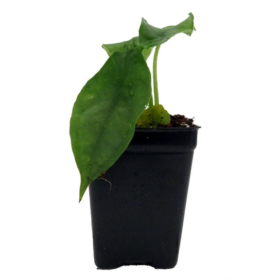 Dragon Breath African Mask Plant - Alocasia - 2.5" Pot