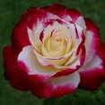 thumbnail image 2 of 30 Seeds| Hybrid Tea - red - white - Double Delight Rose seeds#1406 |BUY 4 GET 1 FREE|, 2 of 3