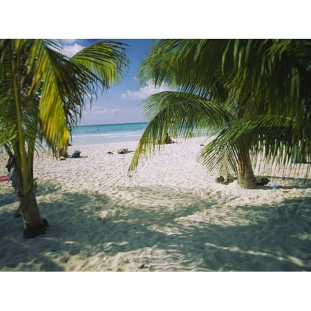 Palm Trees on the Beach, North Beach, Isla Mujeres, Quintana Roo, Mexico Print Wall (Best Restaurants Isla Mujeres)