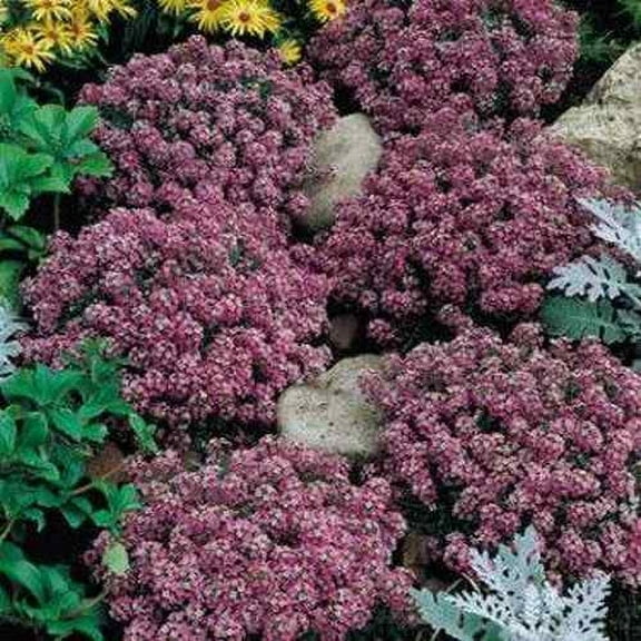 Outsidepride Alyssum Rosie O'Day Groundcover Seed - 10000 Seeds