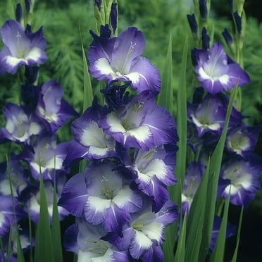 Van Zyverden Gladiolus Large Flowering Nori Set of 12 Bulbs Multicolor Partial Sun Perennial Flowers For Cutting 1 lb