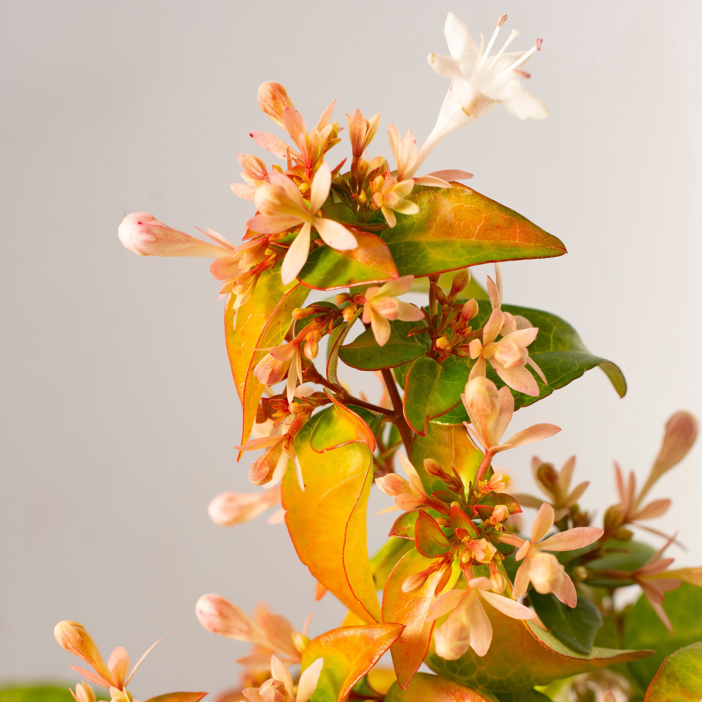 Plant with Purpose 2.25 gal Abelia Peach Perfection Live Shrub