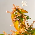 thumbnail image 4 of Plant with Purpose 2.25 gal Abelia Peach Perfection Live Shrub, 4 of 6