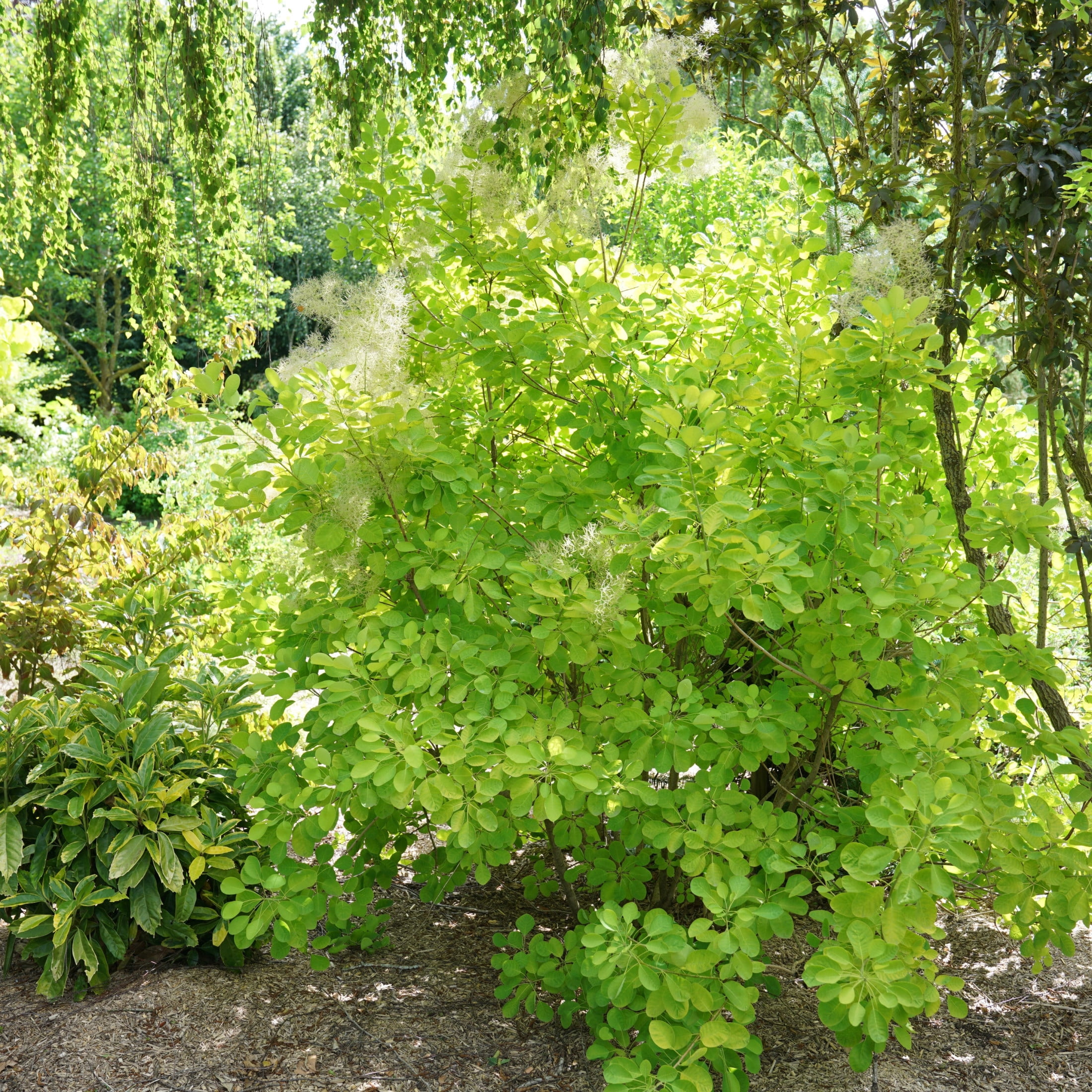 Proven Winners ColorChoice 5" Multicolor Winecraft Gold Smokebush Live Plant in 4.5" Pot (4 Count)
