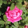 thumbnail image 2 of Brighter Blooms - Pink Knock Out® Rose Tree, 3-4 ft. - No Shipping to AK, AZ, HI, 2 of 7