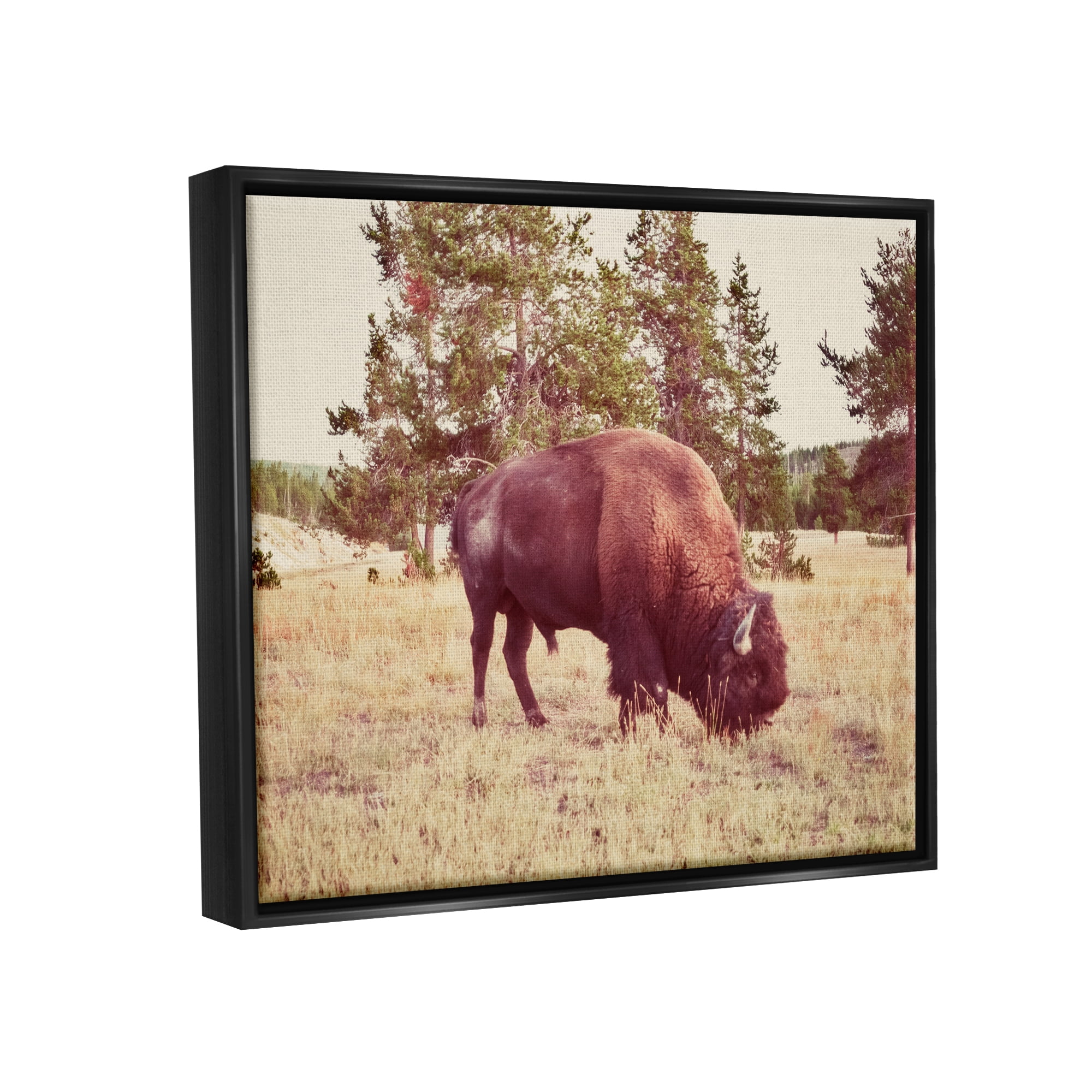 Stupell Wild Bison Rural Nature Scenery Animals & Insects Photography Black Floater Framed Art Print Wall Art