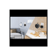 thumbnail image 3 of Soporte De Pared Para  Alexa Echo Dot 3 Pt62, Negro, 3 of 3