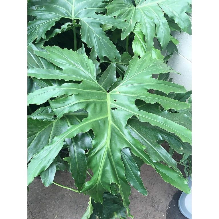 philodendron mexicanum mature Mexican Philodendron Rare Plant (Philodendron mexicanum) – Jungle Relics main image 1