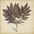 thumbnail image 3 of Oeder, Georg C. 20x20 Black Modern Framed Museum Art Print Titled - Vintage Seaweed II, 3 of 5