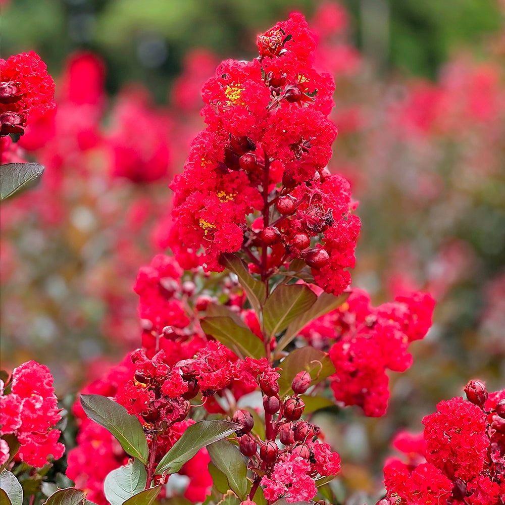 First Editions 3-4 ft tall Ruffled Red Magic Crape Myrtle Live Tree in 7-Gallon Grower Pot