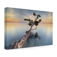 thumbnail image 4 of Trademark Fine Art "Water Tree XIV" Canvas Art by Moises Levy, 4 of 4