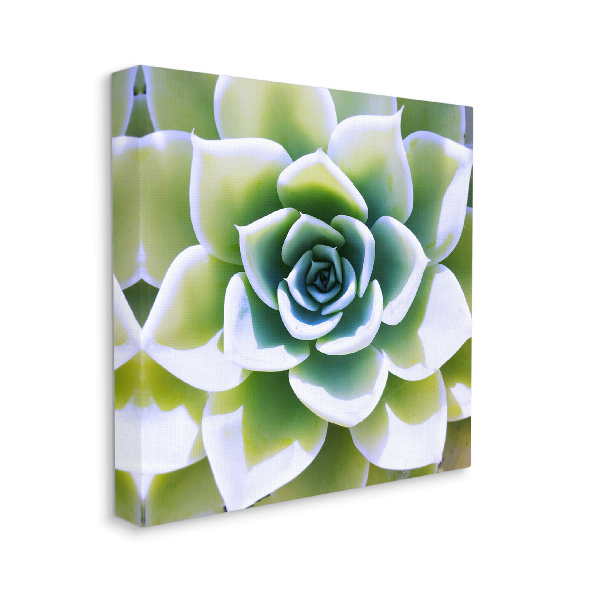 Stupell Green Succulent Nature Close Up Botanical & Floral Photography Gallery Wrapped Canvas Print Wall Art