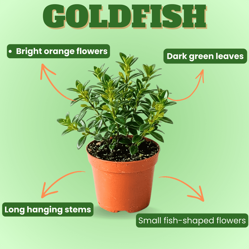 Orange Goldfish Live Plant, Trailing Goldfish Plant Live, Bright Orange Flowers Indoor Plant, 4-7 Inches Tall in 4 Inch Pot for Planting