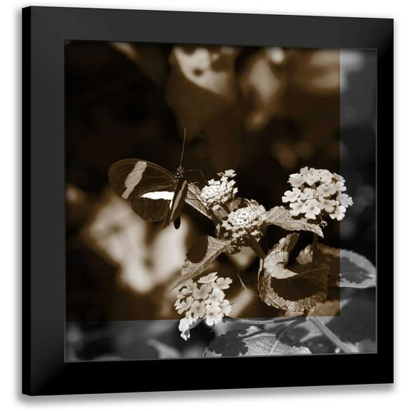 Project, A. 12x12 Black Modern Framed Museum Art Print Titled - Butterfly Study III