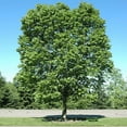 thumbnail image 5 of American Beech Tree, American Beech Live Plant Outdoor Landscape, 6'' Tall Quart Pot, 5 of 5