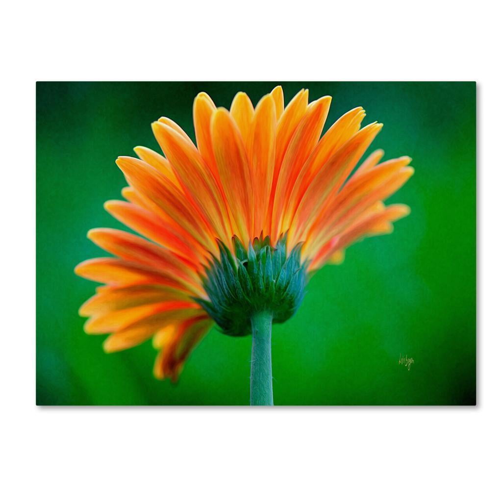 Trademark Fine Art "Orange Burst" Canvas Art by Lois Bryan