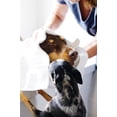 thumbnail image 2 of Pure + Good Pet Every Ear Wash Gallon, 2 of 2