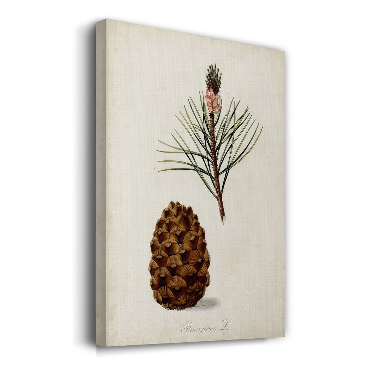 Antique Tree Study V- Gallery Wrapped Canvas