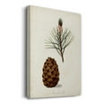 thumbnail image 3 of Antique Tree Study V- Gallery Wrapped Canvas, 3 of 9