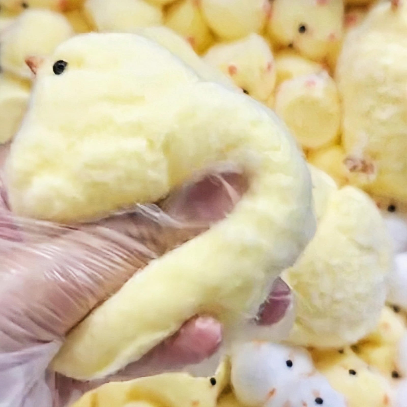 Handmade Chick Taba Squishy Toys Ultra Soft Squishy Fidget Toys Silicone Squeeze Toys for Stress Relief (Chicken)